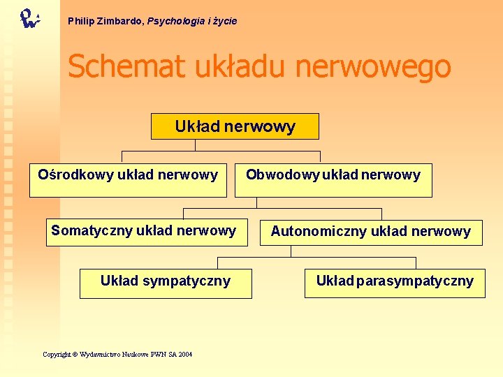Philip Zimbardo, Psychologia i życie Schemat układu nerwowego Układ nerwowy Ośrodkowy układ nerwowy Somatyczny