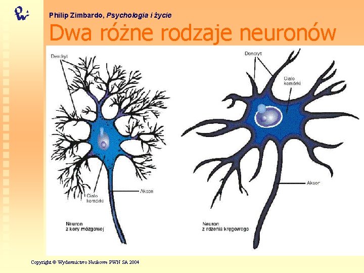 Philip Zimbardo, Psychologia i życie Dwa różne rodzaje neuronów Copyright © Wydawnictwo Naukowe PWN