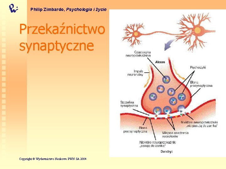 Philip Zimbardo, Psychologia i życie Przekaźnictwo synaptyczne Copyright © Wydawnictwo Naukowe PWN SA 2004