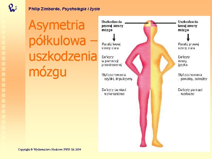 Philip Zimbardo, Psychologia i życie Asymetria półkulowa – uszkodzenia mózgu Copyright © Wydawnictwo Naukowe