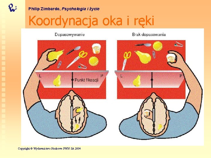 Philip Zimbardo, Psychologia i życie Koordynacja oka i ręki R. W. Sperry, The Harvey