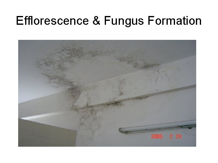 Efflorescence & Fungus Formation 