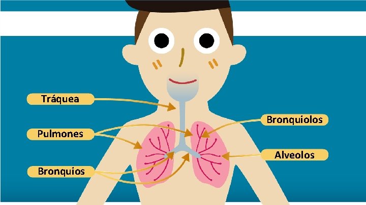 Tráquea Bronquiolos Pulmones Alveolos Bronquios 