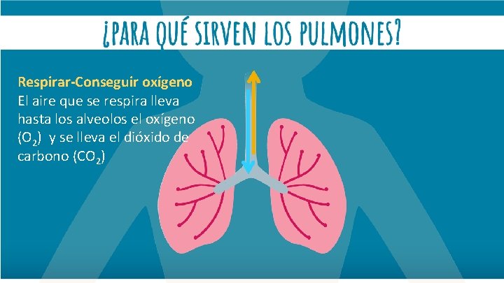 Respirar-Conseguir oxígeno El aire que se respira lleva hasta los alveolos el oxígeno (O