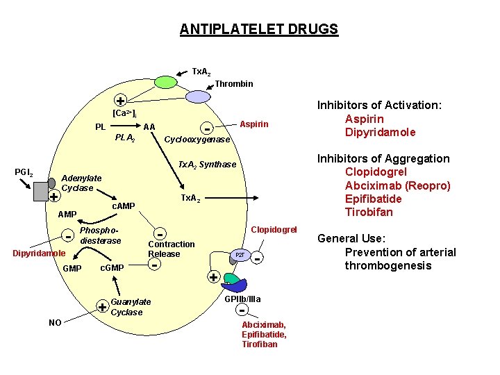 ANTIPLATELET DRUGS Tx. A 2 Thrombin + [Ca 2+]i PL - AA PLA 2