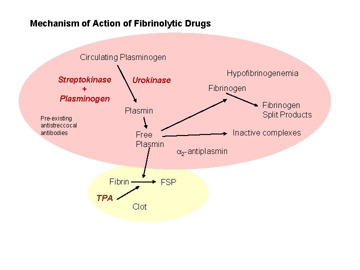 Mechanism of Action of Fibrinolytic Drugs Circulating Plasminogen Streptokinase + Plasminogen Urokinase Hypofibrinogenemia Fibrinogen