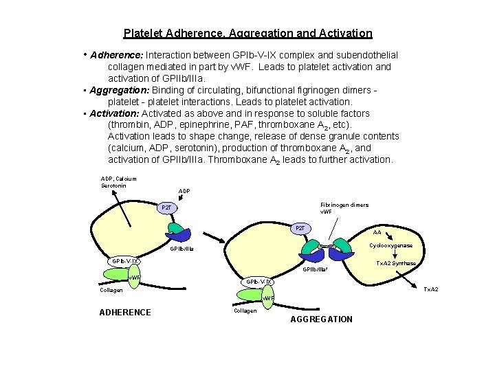 Platelet Adherence, Aggregation and Activation • Adherence: Interaction between GPIb-V-IX complex and subendothelial collagen