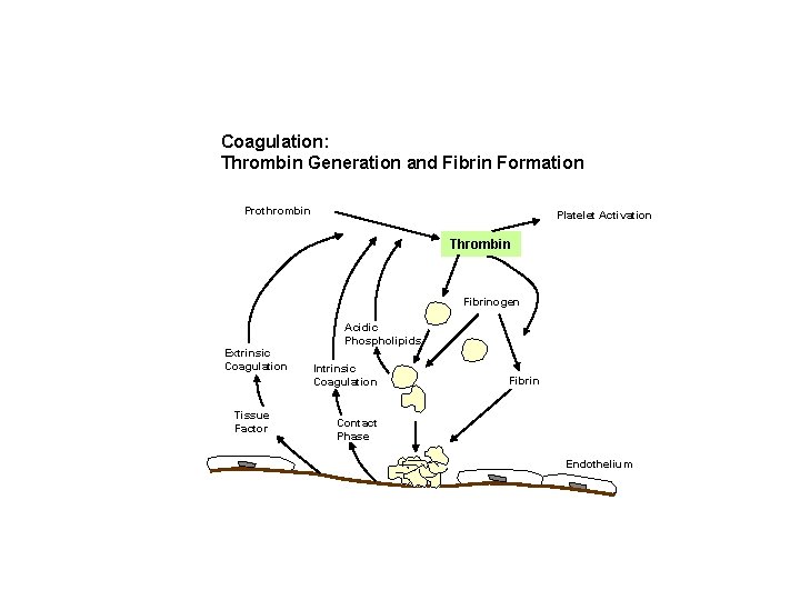 Coagulation: Thrombin Generation and Fibrin Formation Prothrombin Platelet Activation Thrombin Fibrinogen Extrinsic Coagulation Tissue