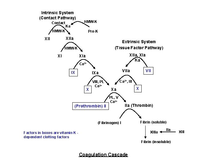 Intrinsic System (Contact Pathway) Contact HMW-K Ka HMW-K Pre-K XIIa XII Extrinsic System (Tissue