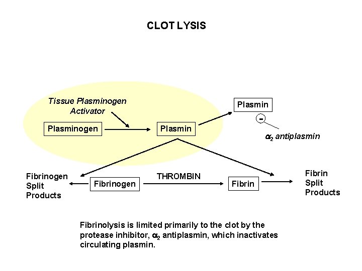CLOT LYSIS Tissue Plasminogen Activator Plasminogen Fibrinogen Split Products Fibrinogen Plasmin - Plasmin THROMBIN
