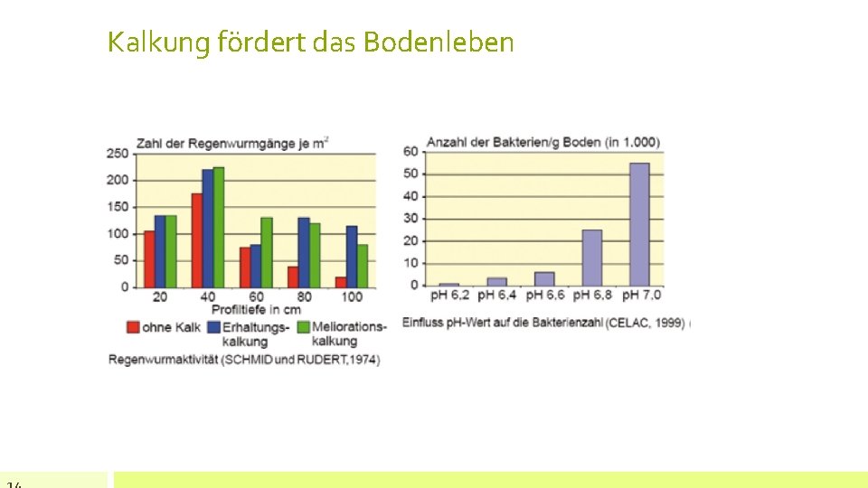 Kalkung fördert das Bodenleben 