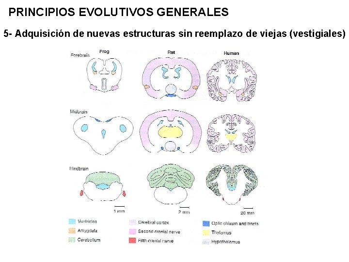 PRINCIPIOS EVOLUTIVOS GENERALES 5 - Adquisición de nuevas estructuras sin reemplazo de viejas (vestigiales)