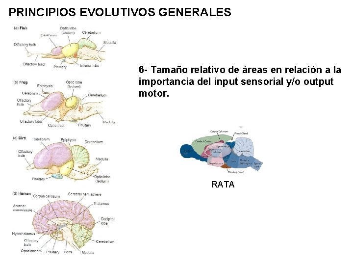PRINCIPIOS EVOLUTIVOS GENERALES 6 - Tamaño relativo de áreas en relación a la importancia