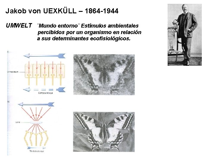 Jakob von UEXKÜLL – 1864 -1944 UMWELT ¨Mundo entorno¨ Estímulos ambientales percibidos por un