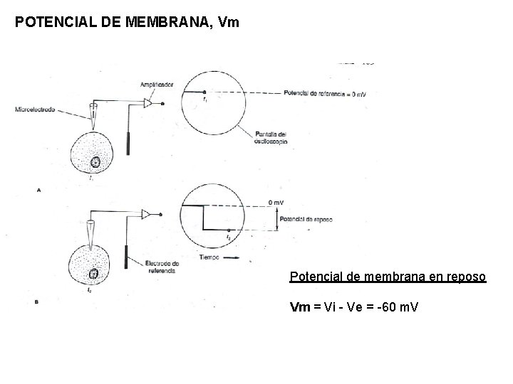 POTENCIAL DE MEMBRANA, Vm Potencial de membrana en reposo Vm = Vi - Ve