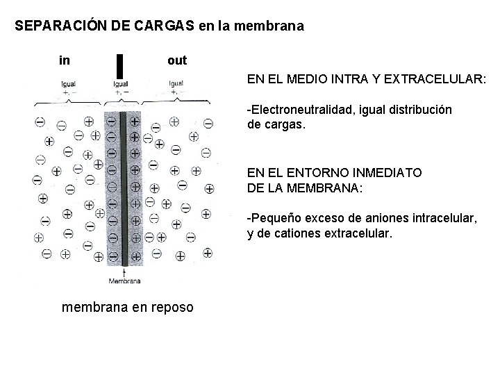 SEPARACIÓN DE CARGAS en la membrana in out EN EL MEDIO INTRA Y EXTRACELULAR: