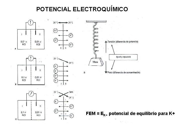 POTENCIAL ELECTROQUÍMICO Permeabilidad selectiva al K+ FEM = EK+ potencial de equilibrio para K+