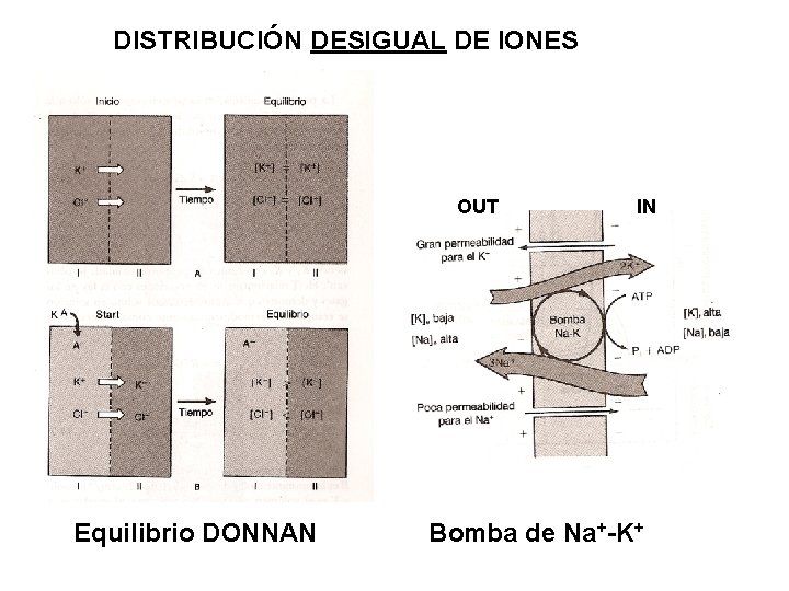 DISTRIBUCIÓN DESIGUAL DE IONES OUT Equilibrio DONNAN IN Bomba de Na+-K+ 