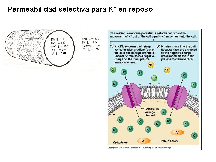 Permeabilidad selectiva para K+ en reposo 