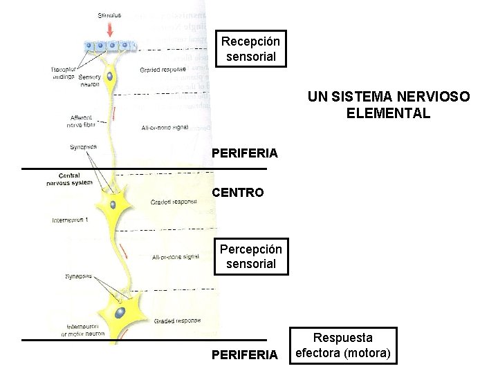 Recepción sensorial UN SISTEMA NERVIOSO ELEMENTAL PERIFERIA CENTRO Percepción sensorial PERIFERIA Respuesta efectora (motora)