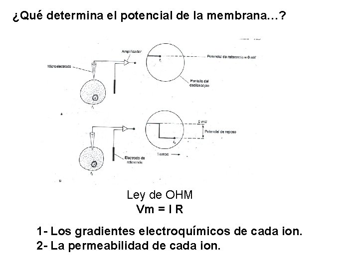 ¿Qué determina el potencial de la membrana…? Ley de OHM Vm = I R