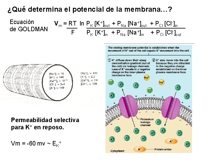 ¿Qué determina el potencial de la membrana…? Ecuación de GOLDMAN Vm = RT ln