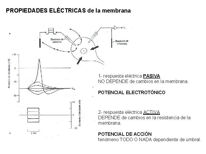 PROPIEDADES ELÉCTRICAS de la membrana 1 - respuesta eléctrica PASIVA NO DEPENDE de cambios