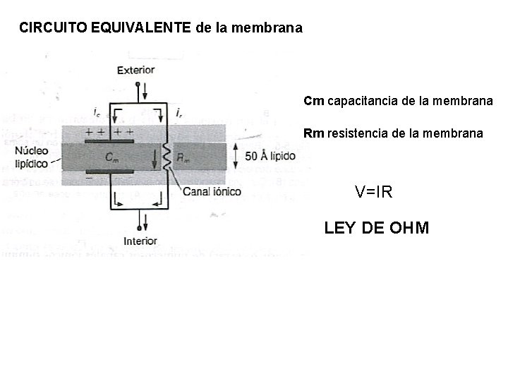 CIRCUITO EQUIVALENTE de la membrana Cm capacitancia de la membrana Rm resistencia de la