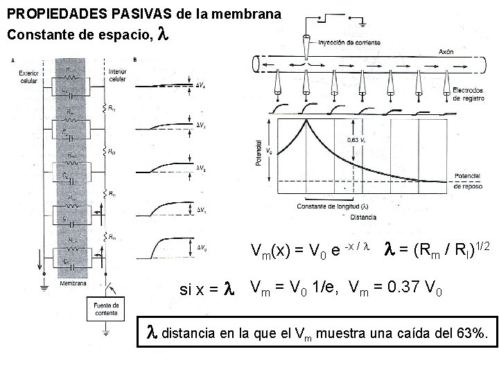 PROPIEDADES PASIVAS de la membrana Constante de espacio, l Vm(x) = V 0 e