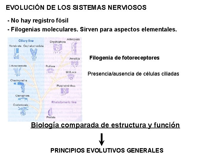 EVOLUCIÓN DE LOS SISTEMAS NERVIOSOS - No hay registro fósil - Filogenias moleculares. Sirven
