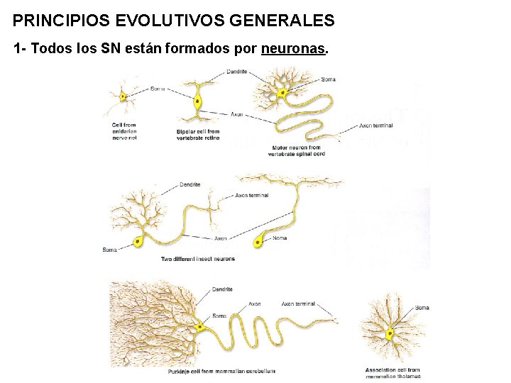 PRINCIPIOS EVOLUTIVOS GENERALES 1 - Todos los SN están formados por neuronas. 