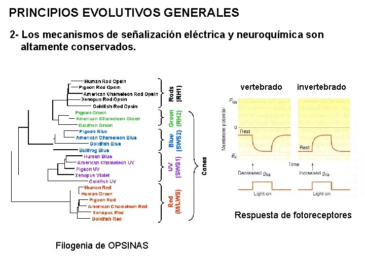 PRINCIPIOS EVOLUTIVOS GENERALES 2 - Los mecanismos de señalización eléctrica y neuroquímica son altamente