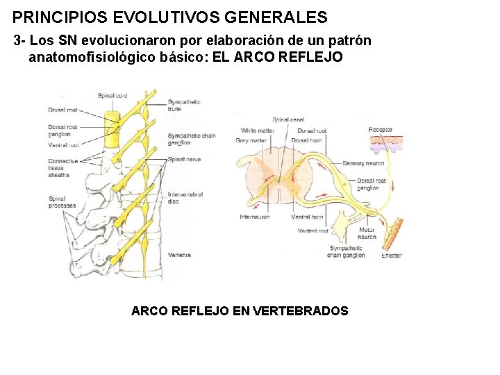 PRINCIPIOS EVOLUTIVOS GENERALES 3 - Los SN evolucionaron por elaboración de un patrón anatomofisiológico