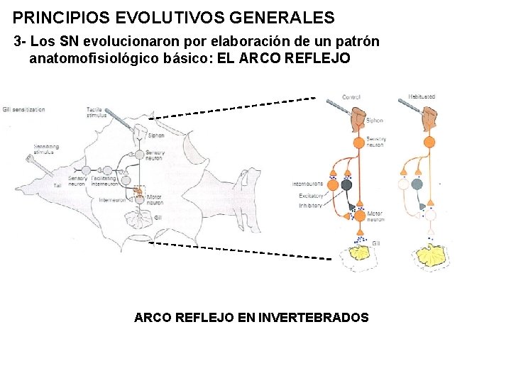 PRINCIPIOS EVOLUTIVOS GENERALES 3 - Los SN evolucionaron por elaboración de un patrón anatomofisiológico