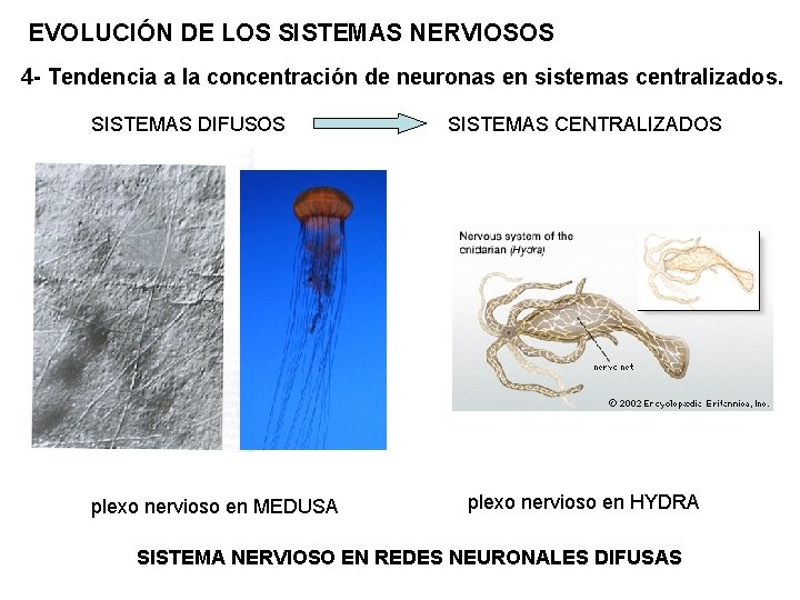 EVOLUCIÓN DE LOS SISTEMAS NERVIOSOS 4 - Tendencia a la concentración de neuronas en
