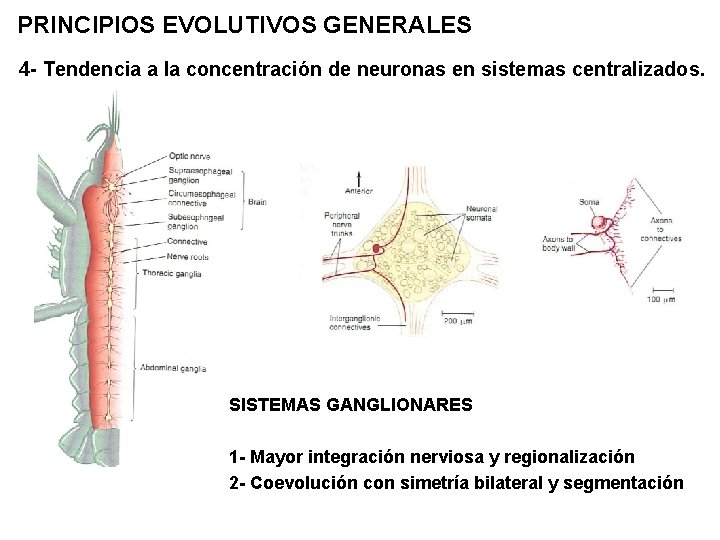 PRINCIPIOS EVOLUTIVOS GENERALES 4 - Tendencia a la concentración de neuronas en sistemas centralizados.
