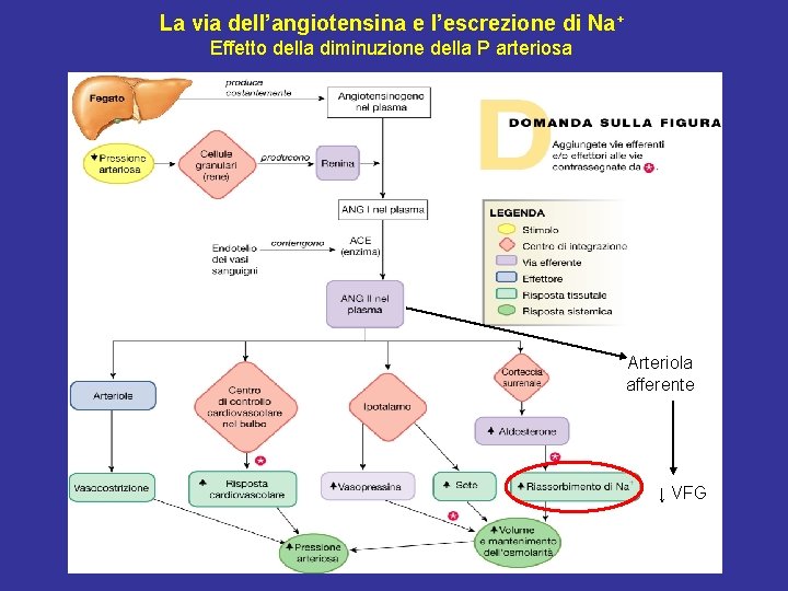 La via dell’angiotensina e l’escrezione di Na+ Effetto della diminuzione della P arteriosa Arteriola