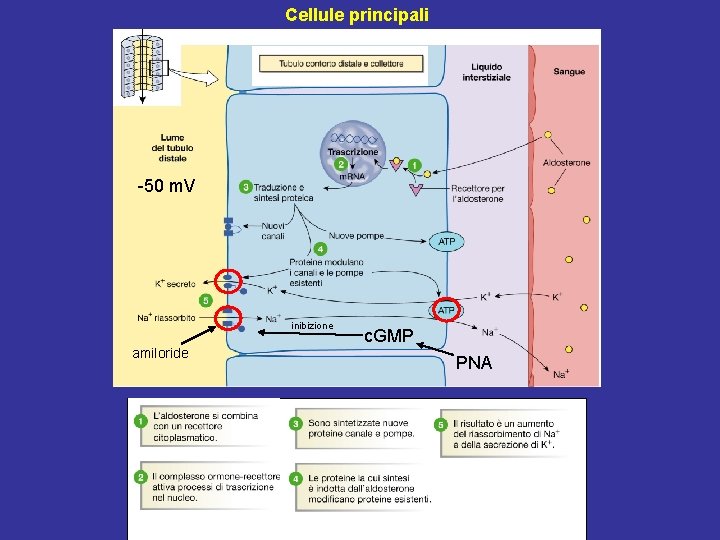 Cellule principali -50 m. V inibizione amiloride c. GMP PNA 