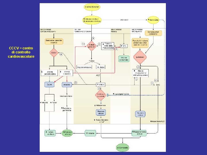 CCCV = centro di controllo cardiovascolare 