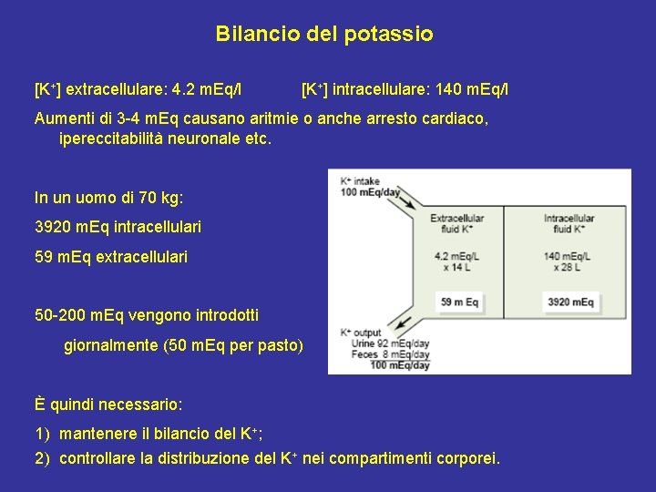 Bilancio del potassio [K+] extracellulare: 4. 2 m. Eq/l [K+] intracellulare: 140 m. Eq/l