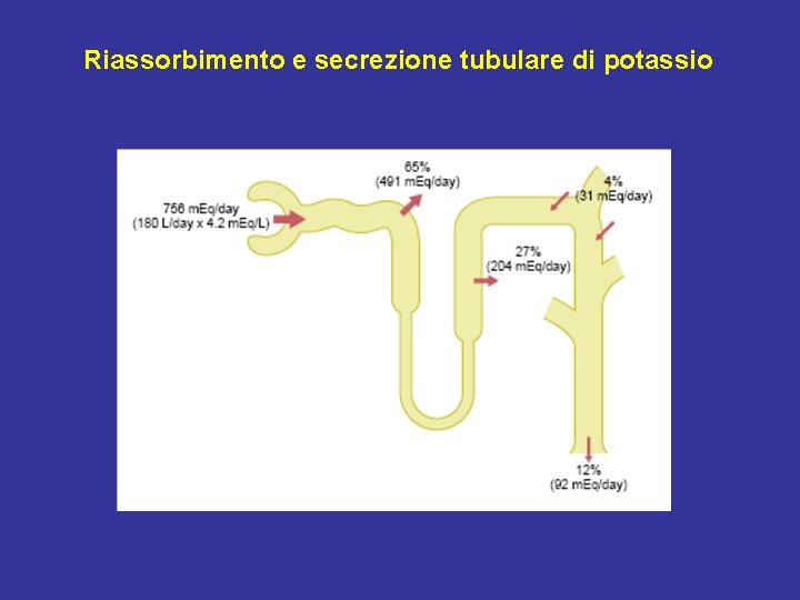 Riassorbimento e secrezione tubulare di potassio 