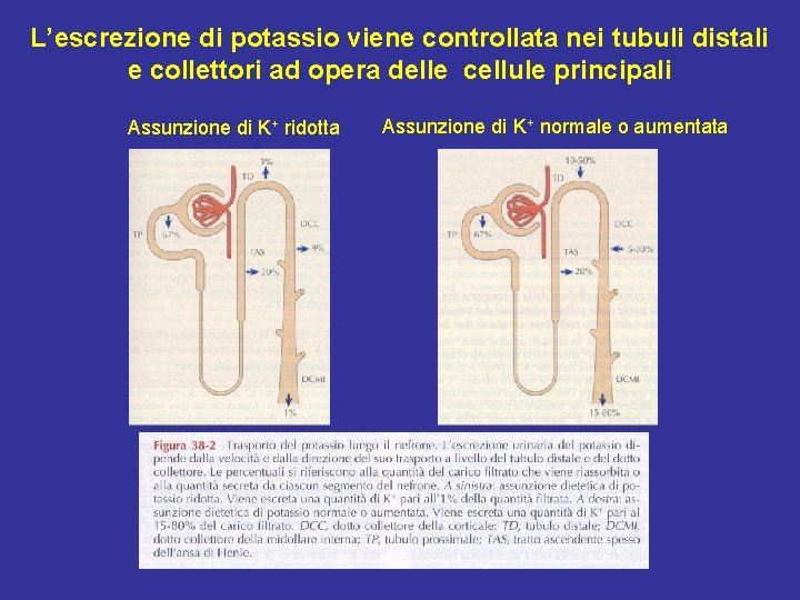 L’escrezione di potassio viene controllata nei tubuli distali e collettori ad opera delle cellule