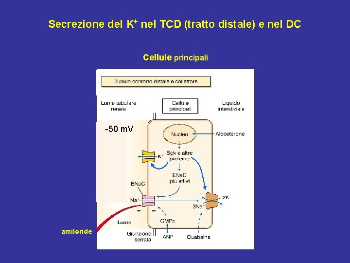 Secrezione del K+ nel TCD (tratto distale) e nel DC Cellule principali -50 m.