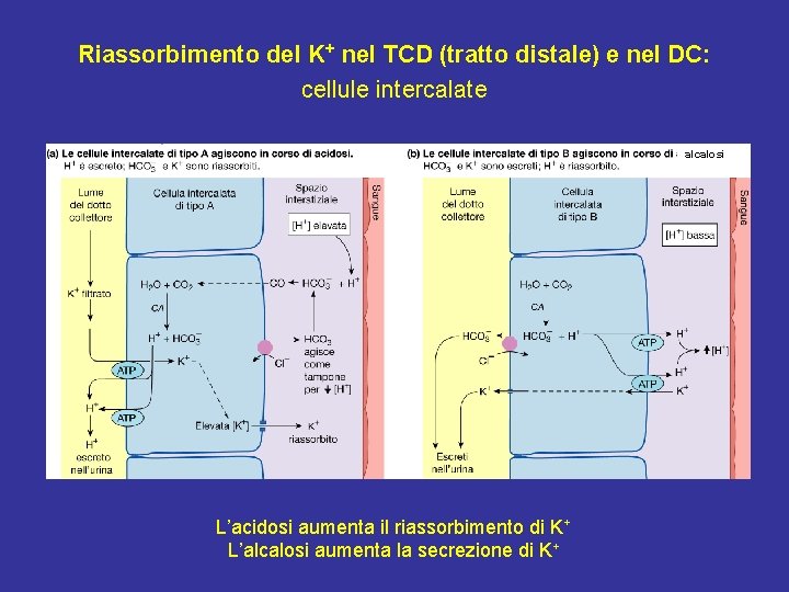 Riassorbimento del K+ nel TCD (tratto distale) e nel DC: cellule intercalate alcalosi L’acidosi