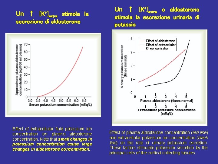 Un ↑ [K+]extra stimola la secrezione di aldosterone Effect of extracellular fluid potassium ion