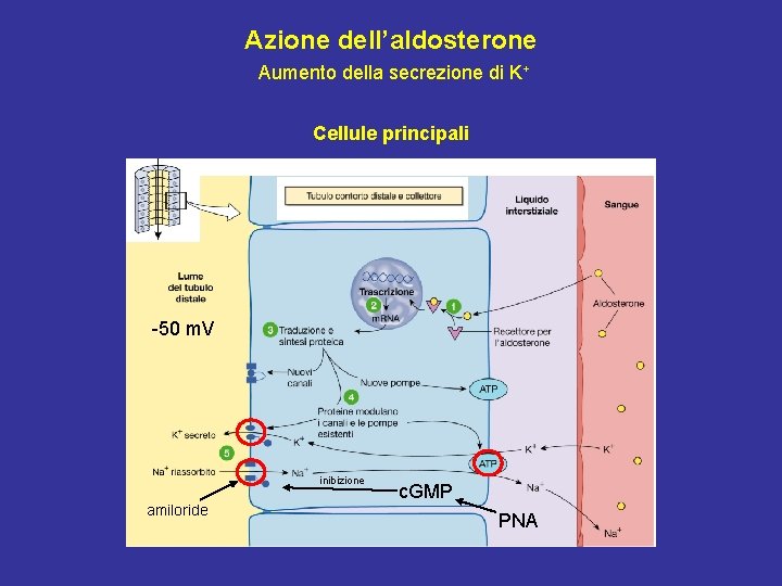 Azione dell’aldosterone Aumento della secrezione di K+ Cellule principali -50 m. V inibizione amiloride