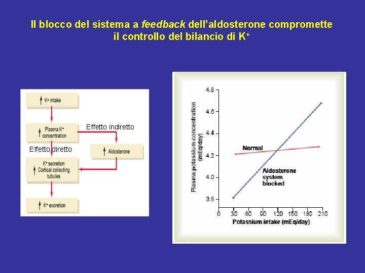 Il blocco del sistema a feedback dell’aldosterone compromette il controllo del bilancio di K+