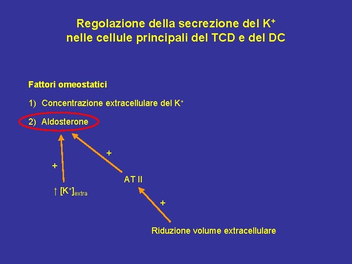 Regolazione della secrezione del K+ nelle cellule principali del TCD e del DC Fattori