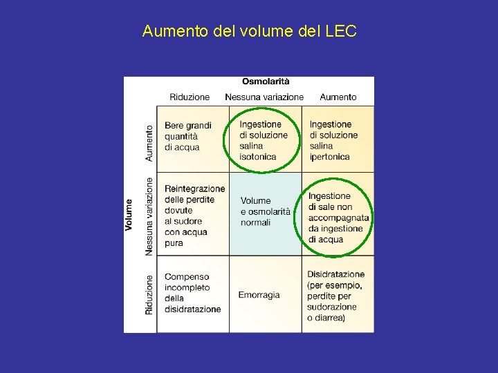 Aumento del volume del LEC 