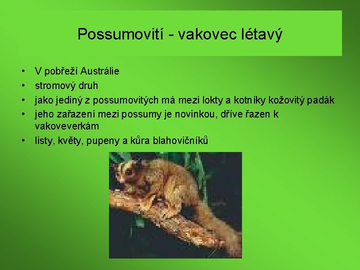 Possumovití - vakovec létavý • • V pobřeží Austrálie stromový druh jako jediný z